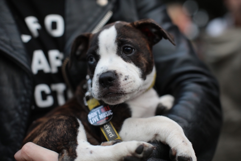 Don't Kill Live Music Rally - Sydney, 21/02/19 #39